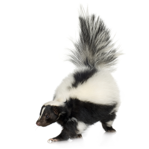 A skunk